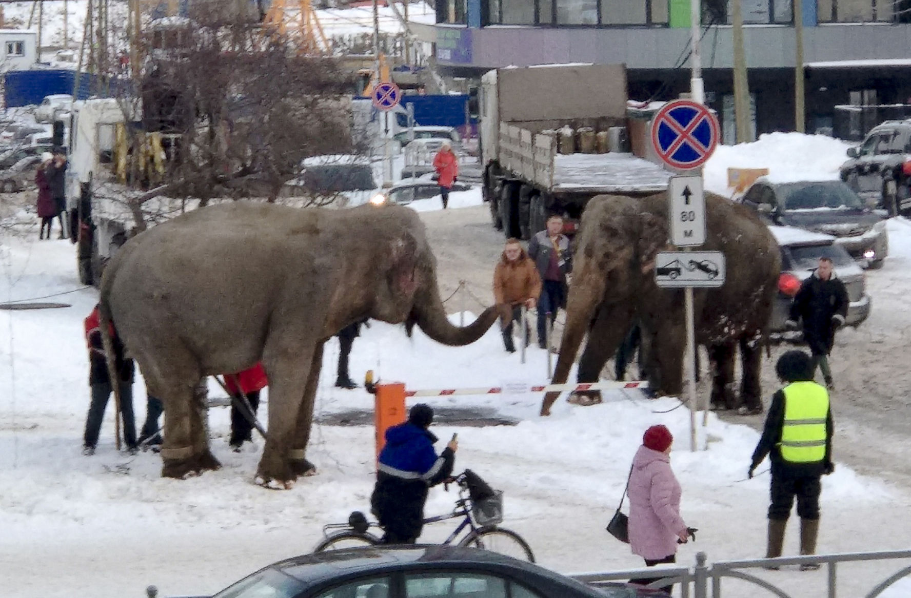 Russia Elephant Escape